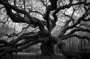 "The oak tree in my garden appears to be looking at me now.  It must be more than 400 years old and the only thing it has learned is to stay in one place." - Paulo Coelho
